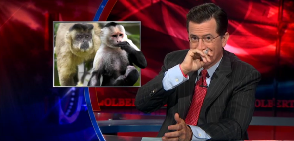 Stephen Colbert on Monkey Vagina's